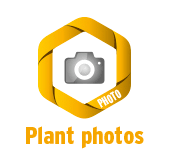 Plant photos